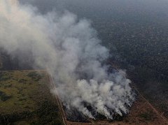 熱帯雨林の火災