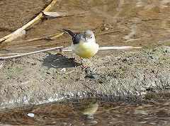 �L�Z�L���C