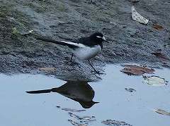 �Z�O���Z�L���C