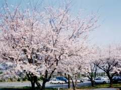 佐野工場の桜