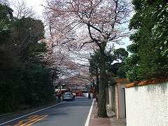 “桜道”の満開桜