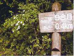 コガクウツギの花と９合目の標識