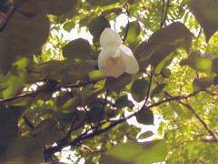 時期の名花・オオヤマレンゲの花