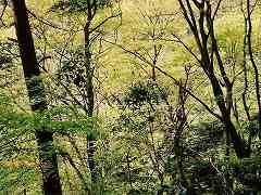 緑豊かな自然林（稲荷山コース）
