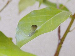 アオスジアゲハの３齢幼虫
