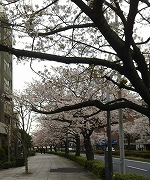 本牧通りに満開の桜